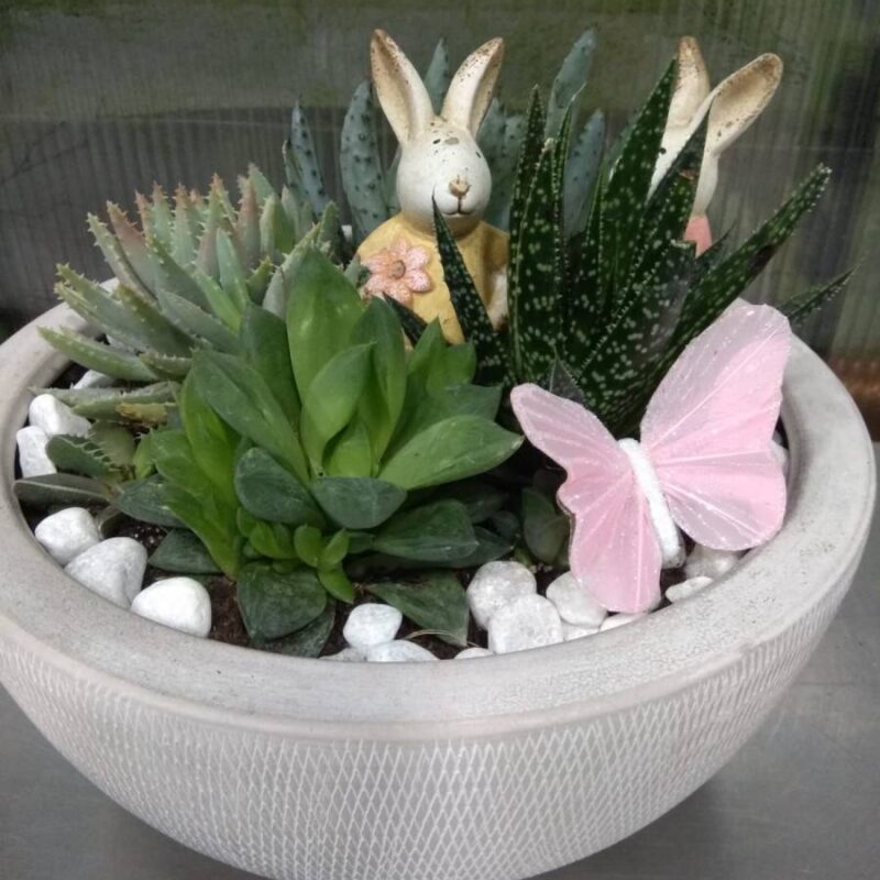 Composición de cactus