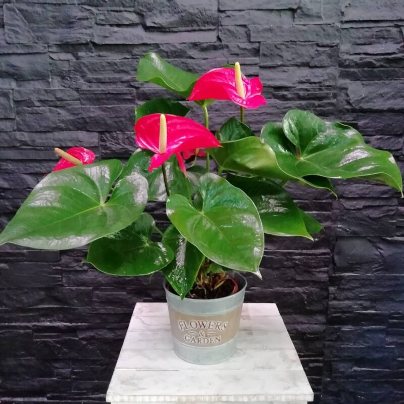 Planta Anthurium rojo